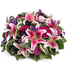 Stargazer Flowers