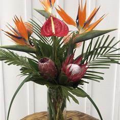 Bird&#39;s of Paradise