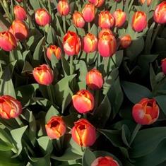 Tulip (Spring) Subscription