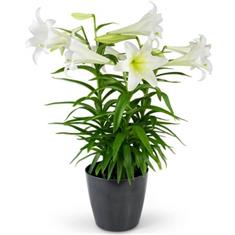 Easter Lillie - Triple Stem