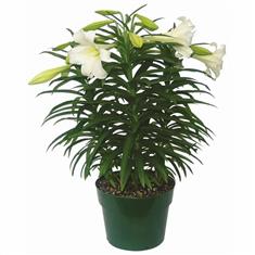 Easter Lilie - Quad Stem